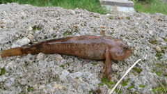Cottus poecilopus