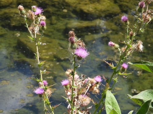 Hawthorne Thistle (Cirsium rhaphilepis)