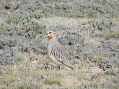 Oreopholus ruficollis