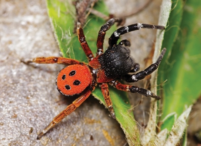 Eresus moravicus