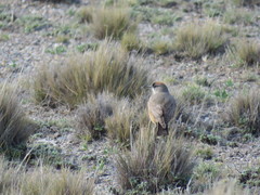 Muscisaxicola capistratus