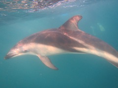 Sagmatias obscurus