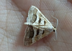 Isturgia disputaria