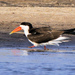 African Skimmer - Photo (c) maritzasouthafrica, some rights reserved (CC BY-NC), uploaded by maritzasouthafrica