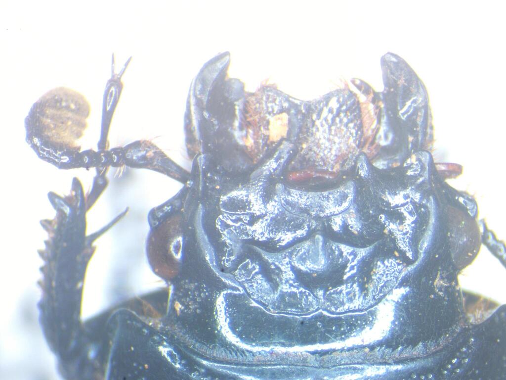 Episphenus neelgheriensis