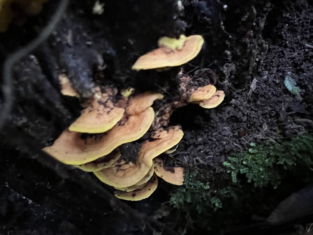 Flaviporus brownii