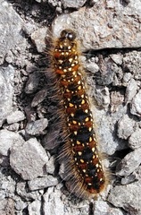 Eriogaster arbusculae