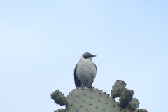 Mimus parvulus parvulus