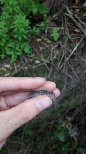 Suncus etruscus