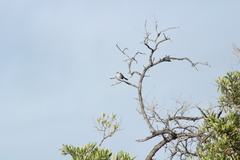 Mimus parvulus parvulus