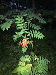 Sorbus aucuparia