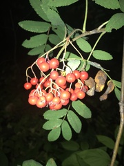 Sorbus aucuparia