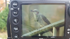 Hypsipetes amaurotis