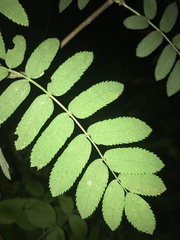 Sorbus aucuparia