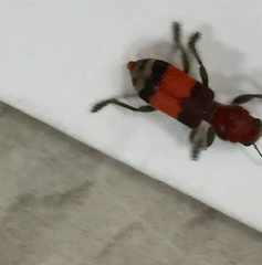 Enoclerus ichneumoneus