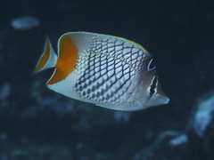 Chaetodon xanthurus