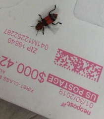 Enoclerus ichneumoneus