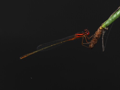 Scarlet Bluet photo 6