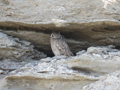 Bubo virginianus magellanicus