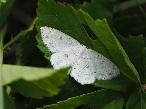 Sweetfern Geometer Moth photo 4