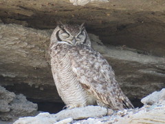 Bubo virginianus magellanicus