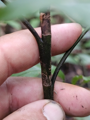 Desmoncus polyacanthos, photo 17