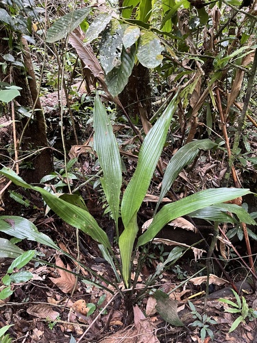 Aningaçu
