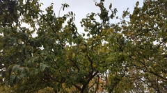 Pseudocydonia sinensis