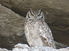 Bubo virginianus magellanicus