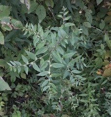 Lithospermum officinale