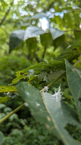 Butternut Woollyworm Sawfly photo 4