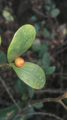 Ficus deltoidea