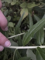 Lithospermum officinale