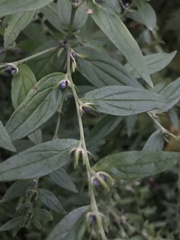 Lithospermum officinale