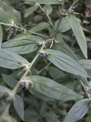 Lithospermum officinale