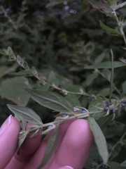 Lithospermum officinale
