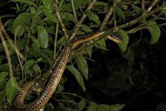 Chironius flavopictus