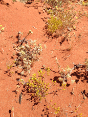 Angianthus brachypappus