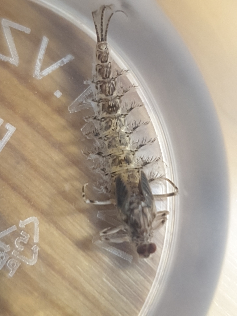 Acanthametropodidae