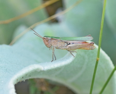 Chorthippus dichrous