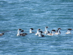 Leucocarbo atriceps
