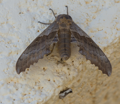 Pachysphinx occidentalis