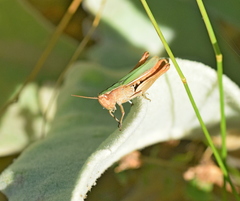 Chorthippus dichrous