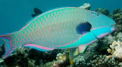 Bicolor Parrotfish photo 1