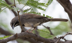 Five-Striped Sparrow photo 3