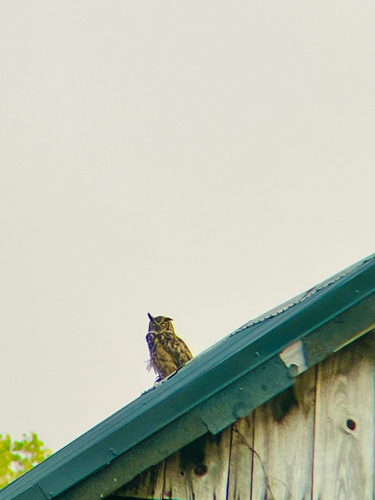 View observation of {o.common_name} on iNaturalist