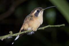 Phaethornis
