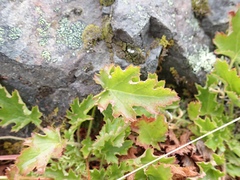 Heuchera micrantha diversifolia