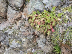Heuchera micrantha diversifolia