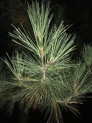 Pinus resinosa